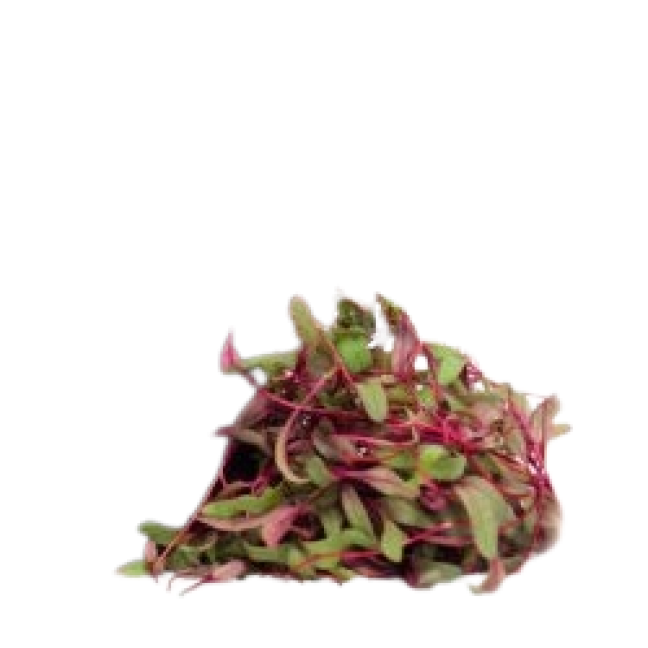 Microbeet Micro beet sprout - Brin Nature | Aubut (1733)