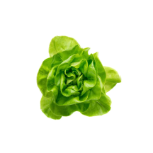  Boston duo lettuce