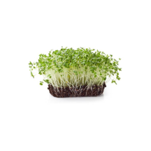 Brin Nature Micro pousse mais jaune