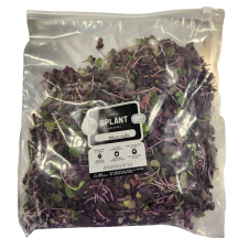  Pousse de radis mixtes