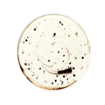 Crème glacée à la pâte à biscuits et brisure de chocolat image #15972