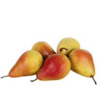  Morettini pears