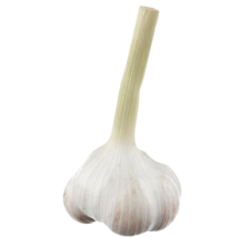  Quebec Garlic on stem