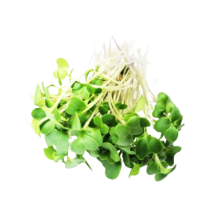  Pousse de brocoli