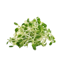  Pousses de tournesol