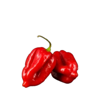  Piment habanero rouge [env. 0.5kg]