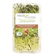  Pousse ciboulette a l'ail