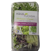  Radis rose/tournesol