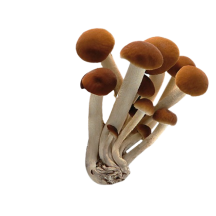  Champignon piopinno [env. 0.2kg]