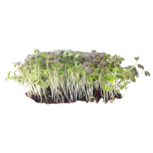 Brin Nature Ryuby mustard sprout