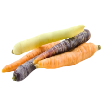 Colored nantes carrot