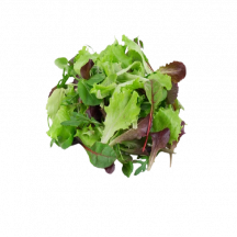  Mesclun lettuce [spring mix]
