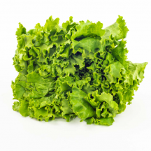  Curly green lettuce