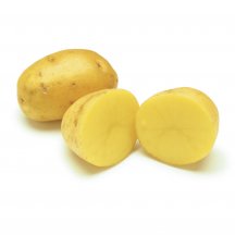  Potato with yellow flesh [Yukon Gold]