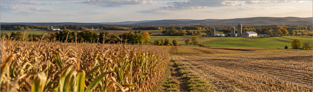 Champ de maïs et terres agricoles du Québec en automne avec silos à la campagne, illustrant l’origine des Aliments du Québec.